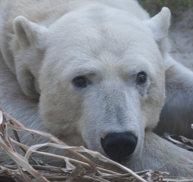 321-1844 San Diego Zoo - Polar Bear.jpg
